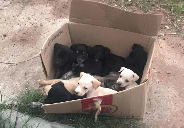 Radio Noticia: Abandono de animais , causa indignação no bairro Nova Três Corações.