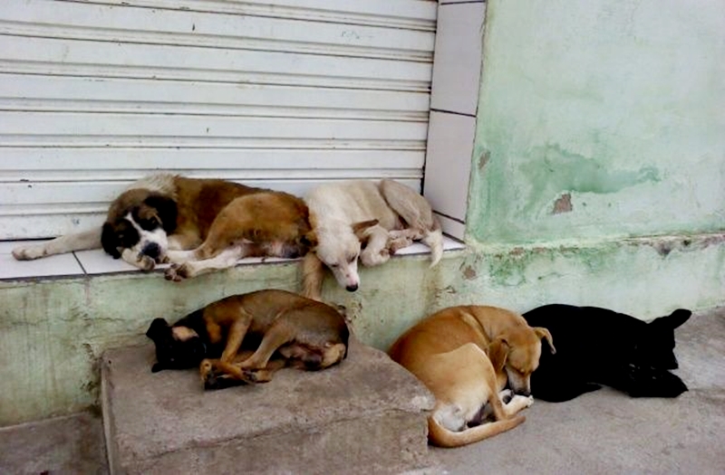 Dia Mundial dos Animais de Rua: Um chamado à consciência e à ação ...